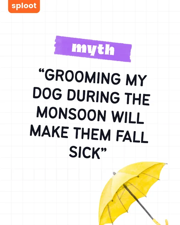 Myth: Grooming your dog during the monsoon will make them sick. Let's bust this myth right now. Keeping your dog clean and dry is actually essential for preventing skin infections during wet weather.