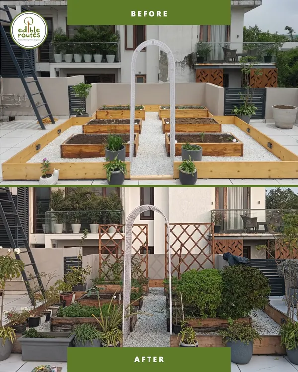 This single image captures the magic of what I do: transforming a bare urban rooftop into a lush, green, and productive kitchen garden. This is the potential that exists in every unused city space.