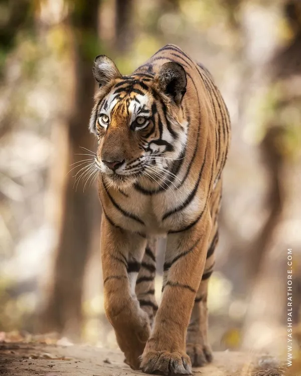 The Queen of Ranthambore, a tigress known as Arrowhead, on a territorial walk. She moved with a royal grace, allowing me to capture this powerful, head-on portrait.