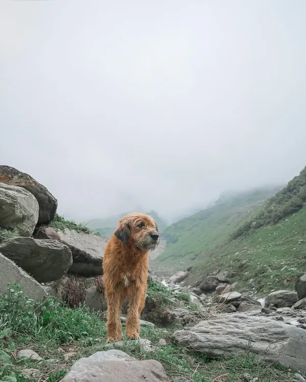 A majestic Baan, or Gaddi dog, standing proudly in a misty Himalayan valley. These working dogs are perfectly adapted to their environment, and capturing them in their natural landscape tells a powerful story of resilience and freedom.
