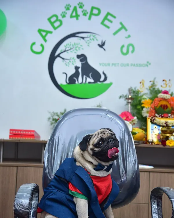 This pug is ready for business. It shows the fun, pet-loving side of my service, backed by the professional Cab4pets brand.