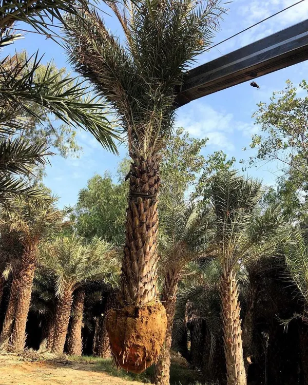 This shows the process of tree relocation. A mature Date Palm is carefully lifted with its root ball intact, ready to be transported and planted at its new home, ensuring its health and survival.