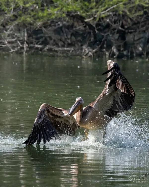 A Great White Pelican makes a dramatic landing, splashing into the water with its huge wings spread wide.