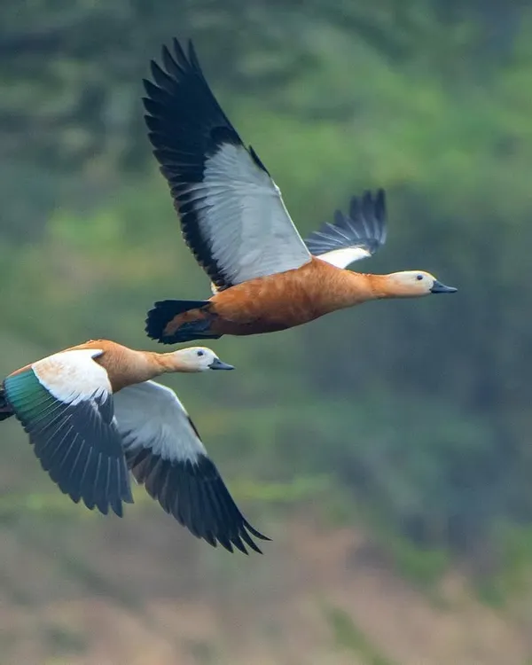 A pair of Ruddy Shelducks in perfect synchronized flight. Capturing two birds flying together like this requires tracking skills and a bit of luck.