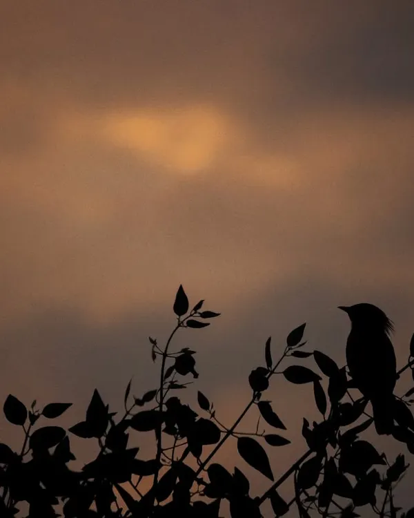 "Bad Hair Day!" A silhouette of a Brahminy Starling against a dramatic, cloudy sunset. I love the character and mood this style of photography creates.