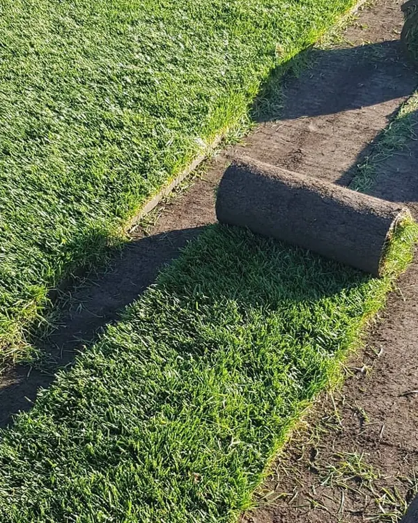 This is a roll of fresh carpet grass, ready for installation. Using sod like this allows me to create a mature, dense lawn almost instantly, without the long wait of seeding.