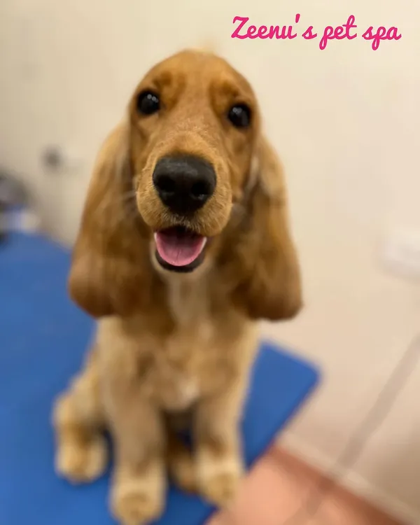 Zoey the Cocker Spaniel looking bright-eyed after her grooming. Her coat has been trimmed to keep it neat while maintaining its beautiful, feathery look.