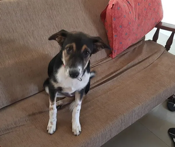 Meet Kaali, a sweet 4-month-old rescued Indie pup who is looking for her forever home. She's a friendly and gentle soul who gets along wonderfully with people and other dogs.