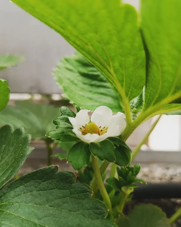 The promise of sweetness. A delicate strawberry flower is the first sign that the season is beginning.