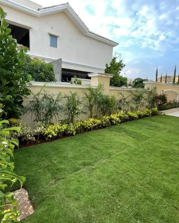 A classic backyard transformation featuring the installation of a lush, natural grass lawn. We also planted a border of tropical plants along the wall to add privacy and a layered, green texture to the space.