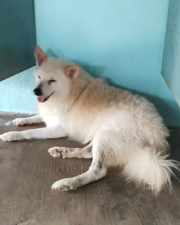 This 5-year-old male Pomeranian was found in a miserable state after being attacked by other dogs. He has been treated and is now ready for a life of safety and love.