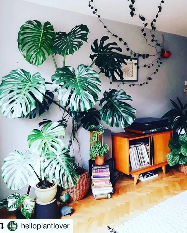 This is a fantastic example of how a single Monstera Deliciosa can become the star of a room. Its iconic split leaves create a stunning natural tapestry on the wall.