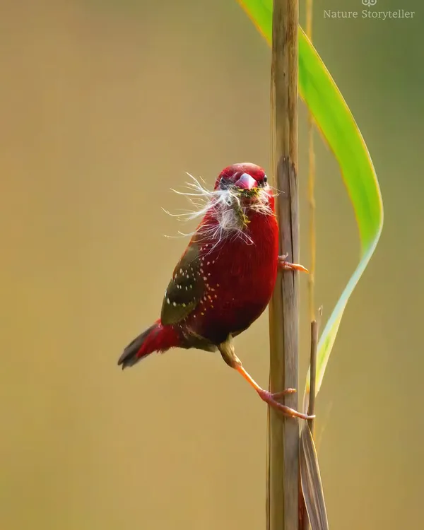 A male Red Avadavat, also known as Red Munia, clinging to a reed with nesting material. Its brilliant red plumage is a stunning sight in the grasslands.