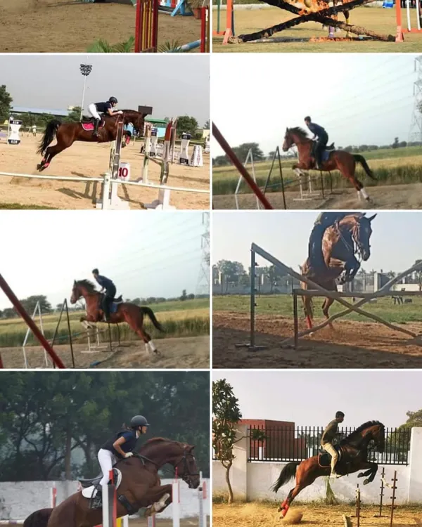 This collage captures the dynamic action and variety of challenges in our show jumping training, from basic cross-rails to more complex obstacles.