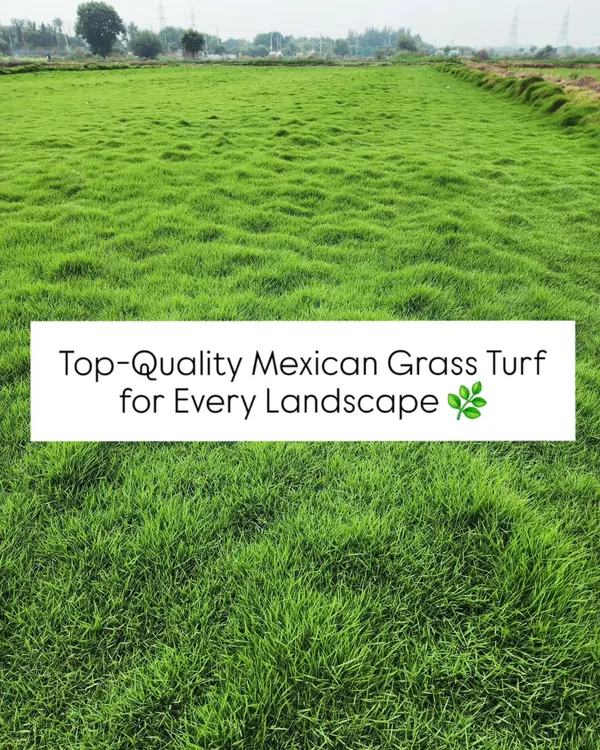 Our top-quality Mexican Grass Turf is known for its lush texture and vibrant green color, making it an ideal choice for any premium landscape.