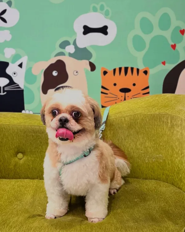 Skylar the Shih Tzu is all smiles and showing off that happy tongue after a fresh haircut. We love seeing our clients leave with this much joy.