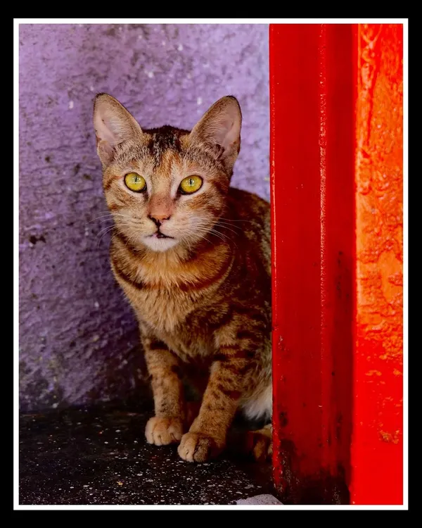 A striking portrait of a tabby cat peeking from behind a bright red pillar in Mumbai. This shot combines street photography with animal portraiture, using bold colors to frame the cat's intense gaze.