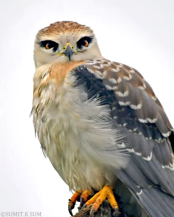 This juvenile Black-winged Kite let me get incredibly close, resulting in one of the most intense raptor portraits I have ever taken. Its fierce gaze tells a story of a future apex predator, a moment of pure wild connection that required immense patience.
