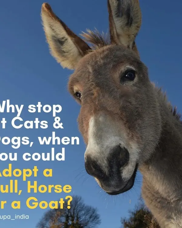 Why stop at adopting cats and dogs? You can make a huge difference by passively adopting a bull, horse, or donkey, giving them a chance at a life of peace.
