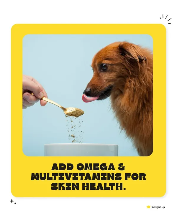 A shiny coat starts from within. Our vets recommend adding Omega and multivitamin supplements to your pet's diet to support healthy skin and a lustrous coat.