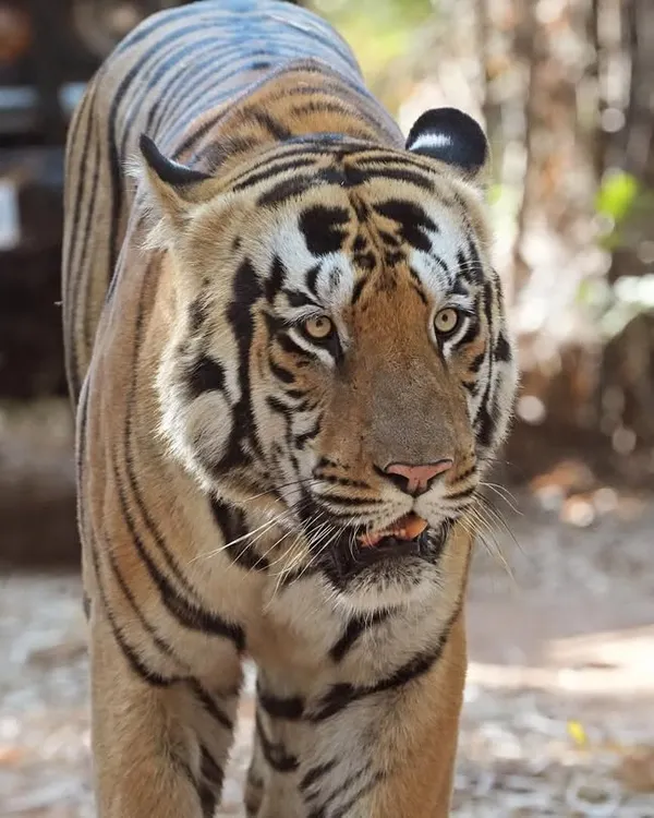This is a raw, unedited photo of the magnificent Shambhu Tiger from Tadoba. Seeing a tiger this close, with its powerful muscles and intense focus as it walks the jungle path, is a moment of pure awe.