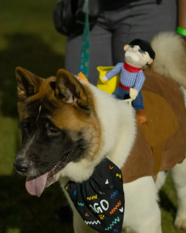 The creativity at my Halloween parties is always amazing. This Akita came dressed as a horse with its own little cowboy rider, a perfect example of the fun costumes we see.