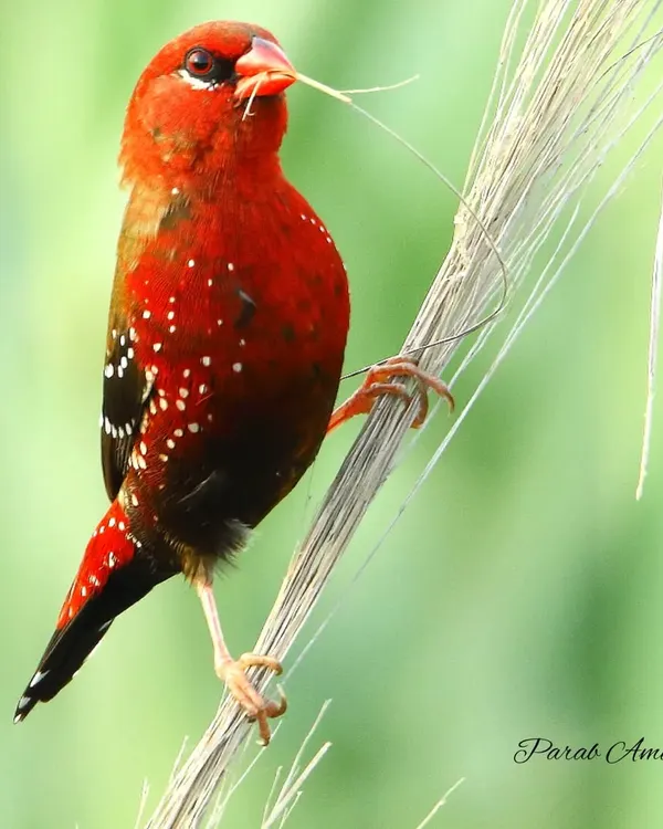 The Red Avadavat, also called the Red Munia or Strawberry Finch, is a tiny bird with a huge personality. The male's breeding plumage is a spectacular sight, like a jewel in the grasslands.