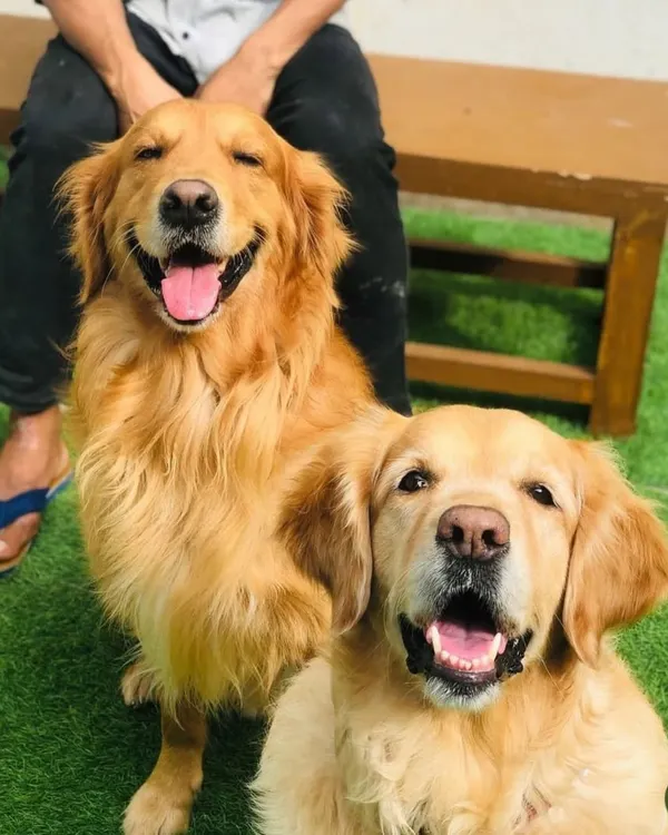 Two Golden Retrievers, double the smiles, double the happiness.