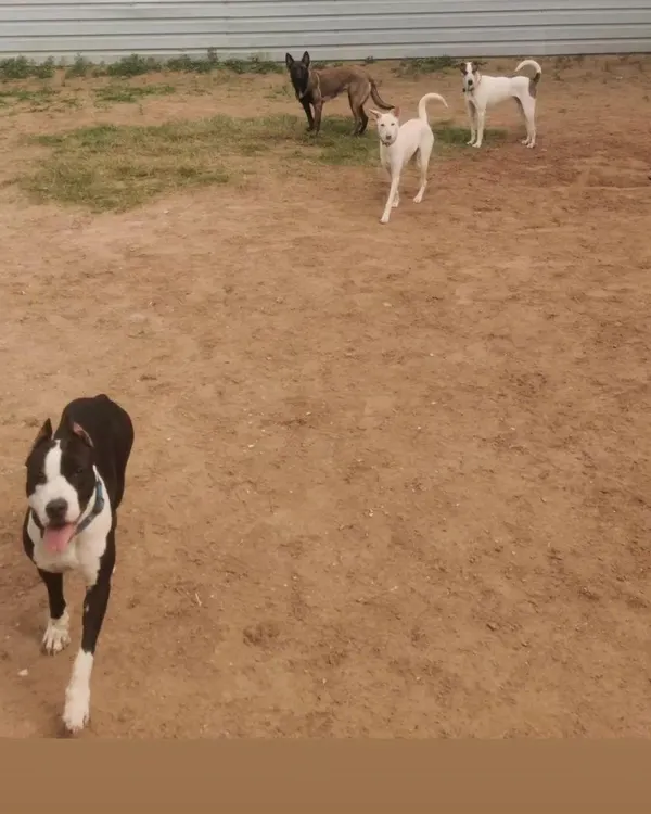This is our sand playground, one of two play areas at the facility. Here, dogs of different breeds and temperaments learn to socialize and coexist peacefully under my supervision. A well-socialized dog is a confident and balanced dog.
