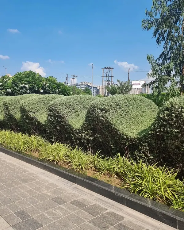 This perfectly sculpted, wave-like hedge is a testament to the skilled maintenance and design services I offer. It acts as a dynamic, living sculpture within the landscape, showcasing a high level of horticultural art.