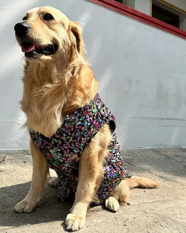 This is what I call Canine Couture. I created this fully-sequined party dress for a beautiful golden retriever, ensuring the V-neck cut and fit around the shoulders was perfect for both comfort and style. It’s all about making them feel as special as they are.