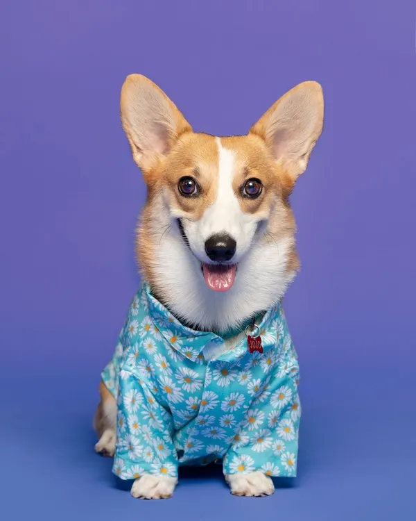 Look at that smile. Mr. Jojo the corgi is looking absolutely pawsome and ready for his close-up in this cheerful floral print shirt from Ezra's collection for Just Dogs.