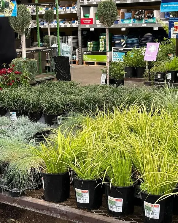 A selection of healthy ornamental grasses and shrubs at a nursery, waiting to be chosen for a new garden design.