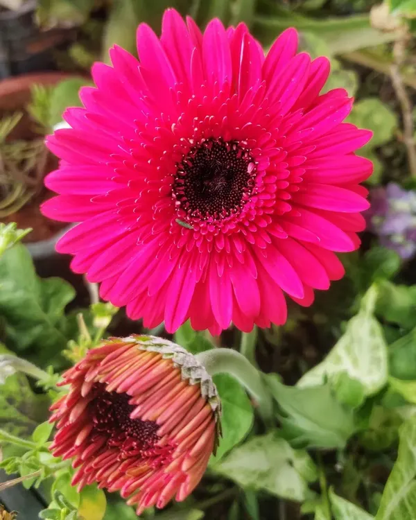 It's Gerbera season, and the garden is bursting with color. This vibrant pink gerbera is just opening up, a cheerful sight that has been thriving in my garden for over two years.