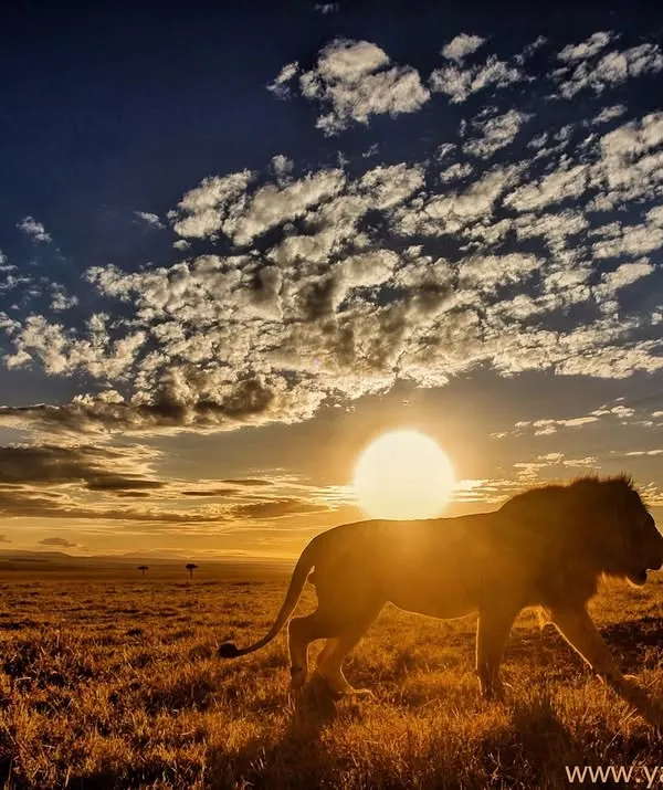 A male lion strides across the Masai Mara plains as the sun sets behind him. This is the kind of powerful, backlit silhouette that I strive for, capturing the very essence of the "King of the Jungle."