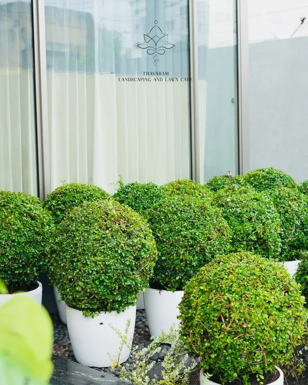 Perfectly spherical topiary shrubs in modern white planters stand ready to be placed. This is an example of how we use living sculptures to add a touch of elegance and contemporary design to our landscapes.