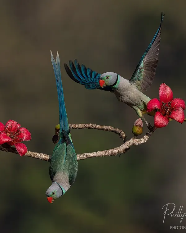 Two Malabar parakeets interact on a branch of a blooming Malabar silk cotton tree. Capturing this dynamic interaction with the vibrant red flowers was a highlight of this parakeet photo tour.