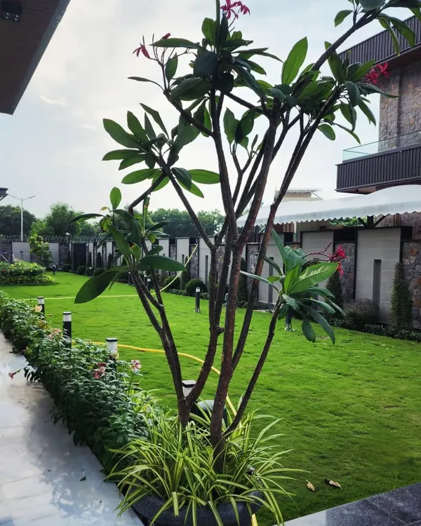 We transform properties into personal paradises. This Gurugram residence features a pristine lawn of our premium Mexican grass, complemented by elegant Plumeria trees and integrated landscape lighting for a stunning evening ambiance.