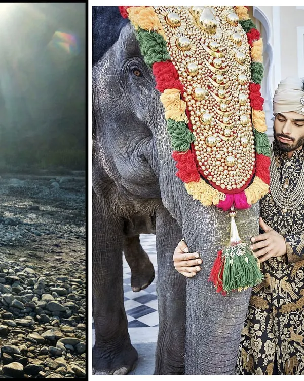 This campaign shot required a regal and traditional aesthetic. I styled the model in an ornate, custom-designed sherwani, creating a powerful image of heritage and majesty that complements the magnificent elephant.