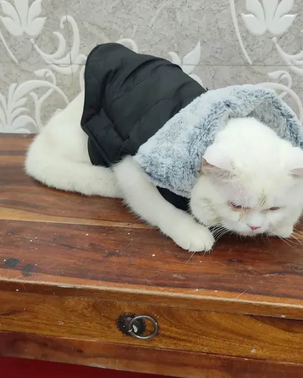 Simba the Persian cat is looking cozy and stylish in this black winter jacket with a faux fur hood from our seasonal apparel collection. We have sweaters and raincoats to keep your pet comfortable in any weather.