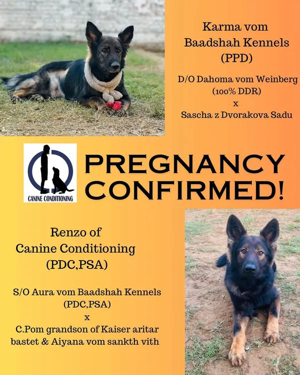 Announcing a confirmed pregnancy between our foundation female, Karma, and our stud, Renzo. Both dogs have proven working titles and contribute to our defense forces, ensuring this litter will have exceptional work ethic, drive, and stable temperaments.