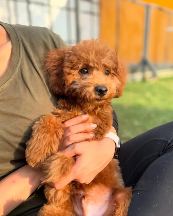 Cuddles with Theo, a 5-month-old poodle who aced our Puppy Pre-School Program. Early training makes all the difference.