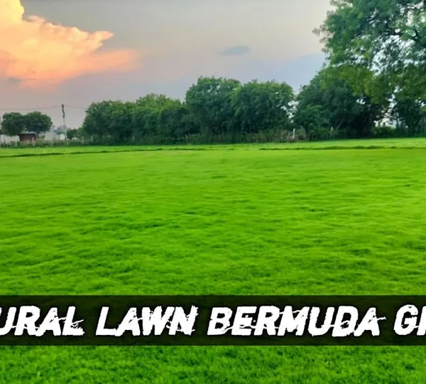 This is my Natural Lawn Bermuda Grass, known for its durability and beautiful deep green color. It's perfect for sunny lawns and high-traffic areas.