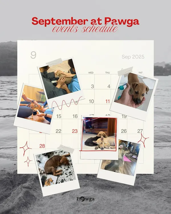 Here is our September events schedule. We're hosting puppy yoga and art with puppies across seven cities to raise funds for shelters.