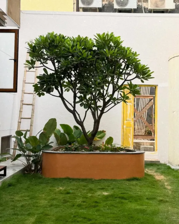 This residential garden has flourished beautifully in the months since we first landscaped it. Through regular maintenance, the lawn has become lush and the central tree has grown into a magnificent centerpiece.