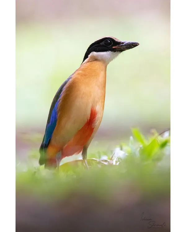 A portrait of a Blue Winged Pitta in a community garden in Singapore. The soft, diffused light and green foreground create a beautiful, painterly effect, highlighting the bird's colorful plumage.