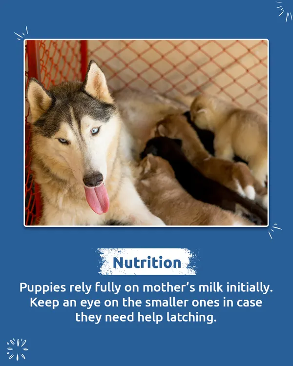 For newborn puppies, nutrition starts with mother's milk. It's crucial to ensure they are latching properly and getting the nourishment they need to grow strong.