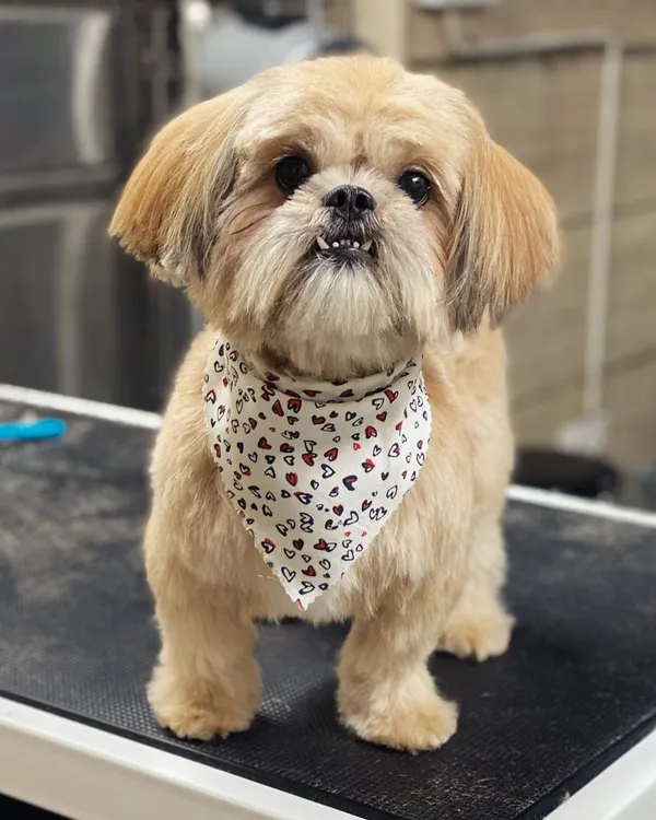 This Lhasa Apso is showing off a neat and tidy haircut, with a cute underbite smile to match.