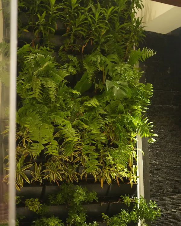A close-up of a living wall masterpiece, where a dense arrangement of ferns and variegated plants creates a rich tapestry of texture and color, bringing the wall to life.