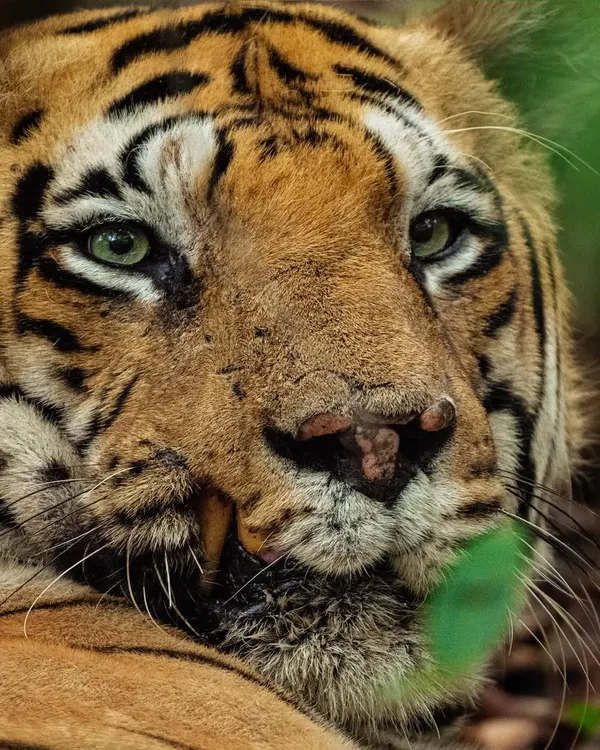 The scars on Chota Matka's face tell a thousand stories of battles fought and territories won. This close-up portrait from Tadoba Andhari Tiger Reserve was my attempt to capture the soul of a true survivor and king.